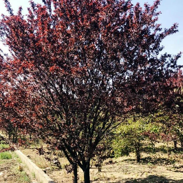 prunus cerasifera (7)