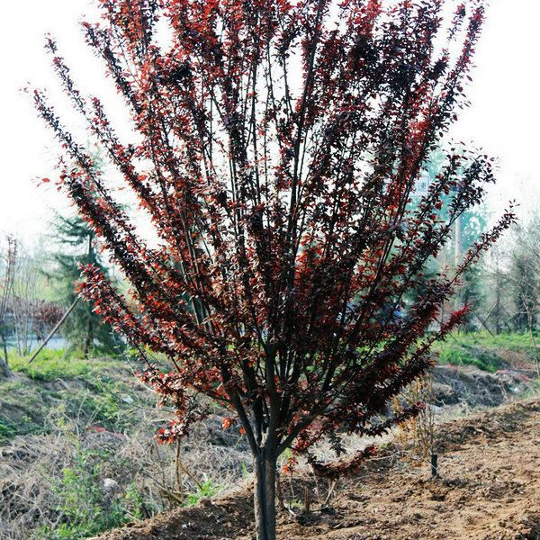 prunus cerasifera (8)
