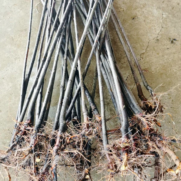 prunus cerasifera   (2)