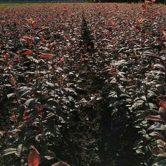 prunus cerasifera   (4)