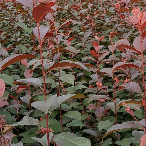 Purple Leaf Plum Seedlings