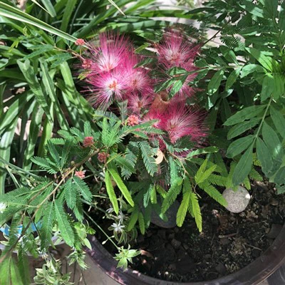 نهال آلبیزیا جولیبریسین