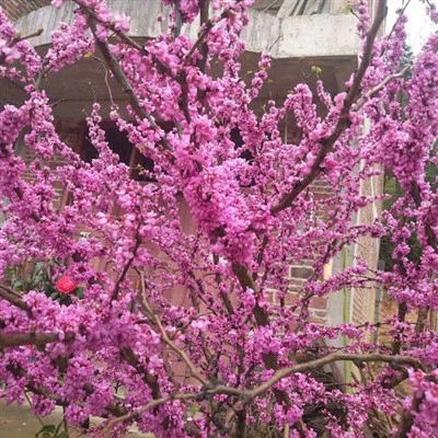 نهال گل باوهنیا