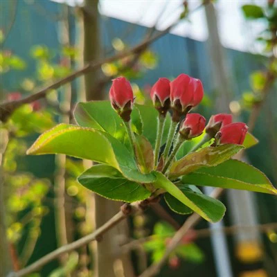 نهال بگونیا