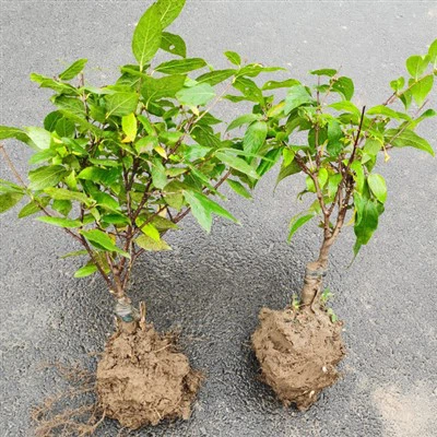 نهال گل زمستانی