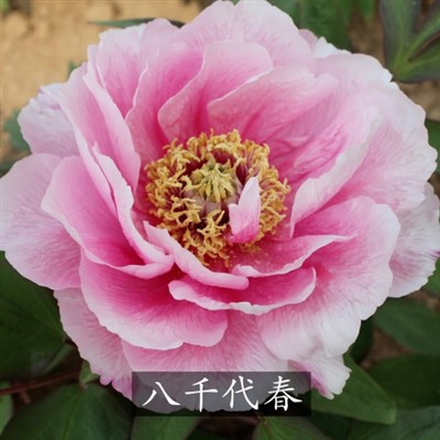 یاچیوتوباکی